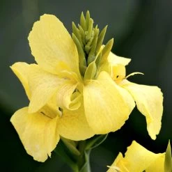 Canna Plant - Cannova Yellow -Dobies FLSCAN34460
