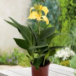 Canna Plant - Cannova Yellow -Dobies FLSCAN34461