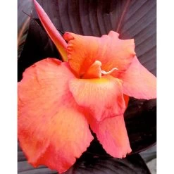 Canna 'Tropicanna Black' -Dobies FLSCAN34549