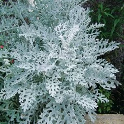 Senecio Cineraria 'Silver Dust' -Dobies FLSCIN20277