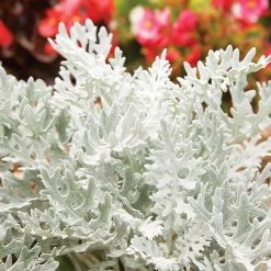 Senecio Cineraria 'Silver Dust' -Dobies FLSCIN21512