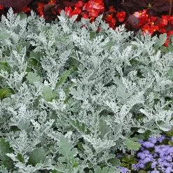Senecio Cineraria 'Silver Dust'