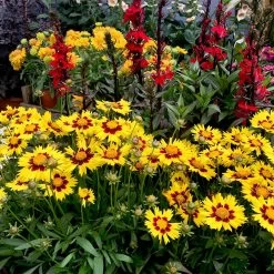 Coreopsis 'Sunkiss' -Dobies FLSCOR34325