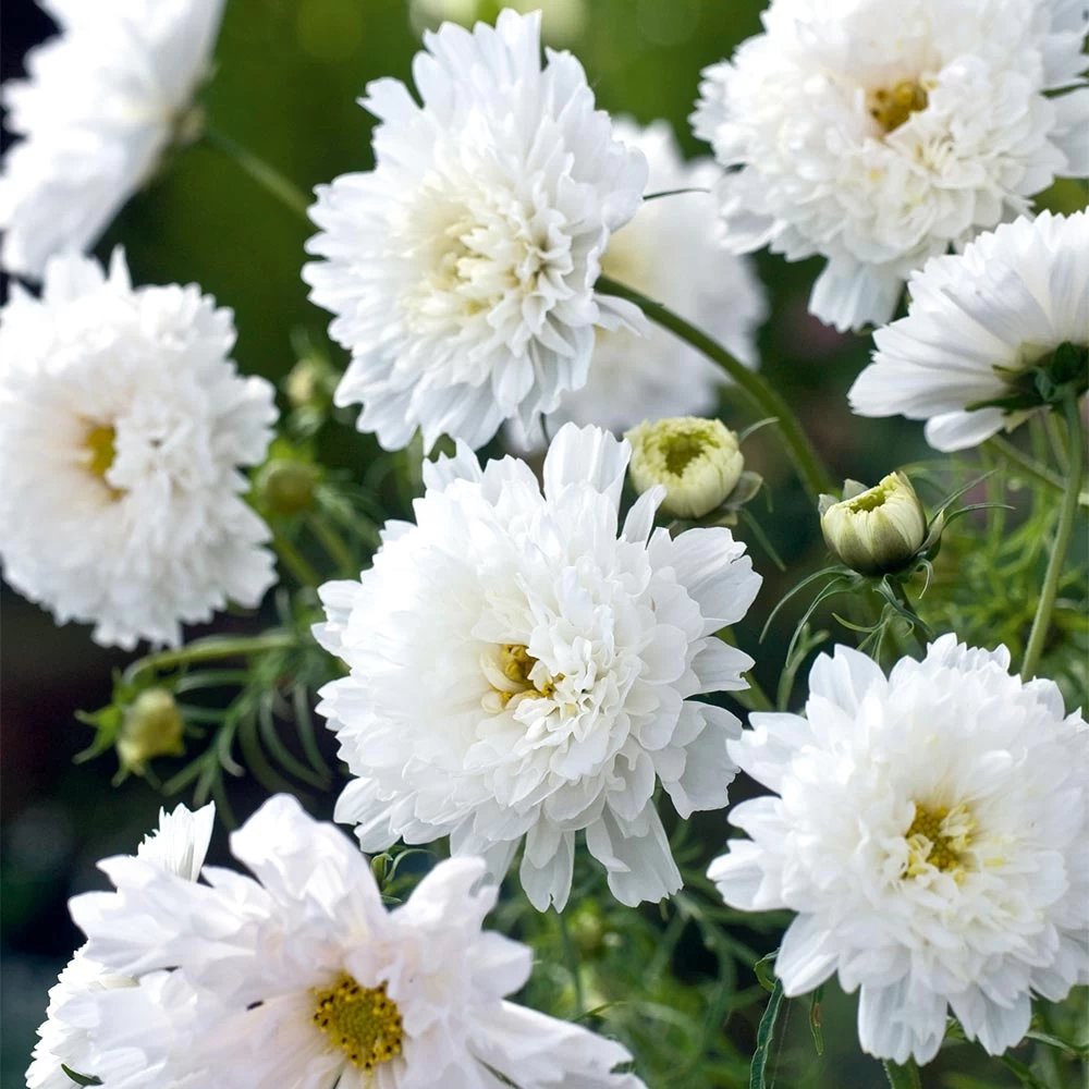 Cosmos Seeds - White Knight 1 Cosmos Seeds - White Knight