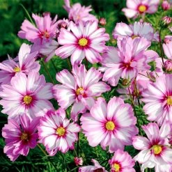 Cosmos Seeds - Capriola -