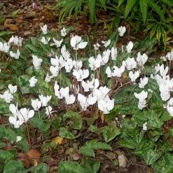 Cyclamen Hederifolium Alba Plants