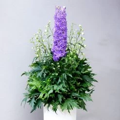 Delphinium 'Delgenius Breezin'