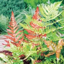 Dryopteris Erythrosora