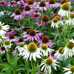 Echinacea Mixed Feelings