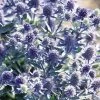 Eryngium Planum 'Blue Hobbit'