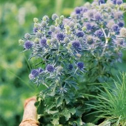Eryngium Planum 'Blue Hobbit' -Dobies FLSERY19628