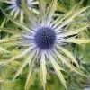 Eryngium Plant - Neptunes Gold