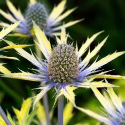 Dobies -Dobies FLSERY31106