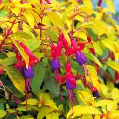 Fuchsia Plant - Genii -Dobies FLSFUC20323
