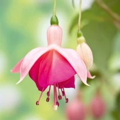 Fuchsia 'Garden News' (Hardy) -Dobies FLSFUC25539