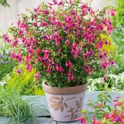 Fuchsia 'Tom Thumb' (Hardy)