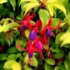 Fuchsia Plant - Genii