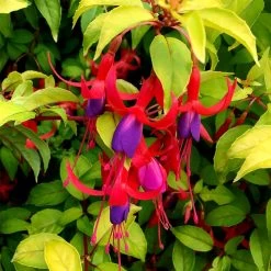 Fuchsia Plant - Genii