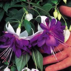 Fuchsia Giant-Flowered Collection 10 Fuchsia Giant-Flowered Collection -Dobies FLSFUC7023