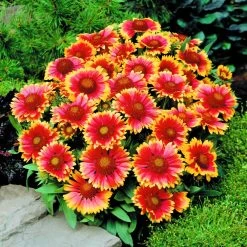 Gaillardia Aristata 'Arizona Sun' -Dobies FLSGAI15252
