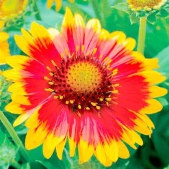 Gaillardia Aristata 'Arizona Sun' -Dobies FLSGAI22816
