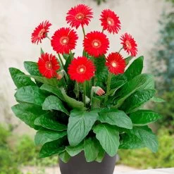 Gerbera 'Sweet Love' -Dobies FLSGER34221