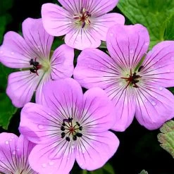Geranium Plant - Bloomtime