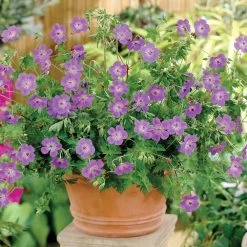 Geranium 'Rozanne' 13 Geranium 'Rozanne' -Dobies FLSGER37432