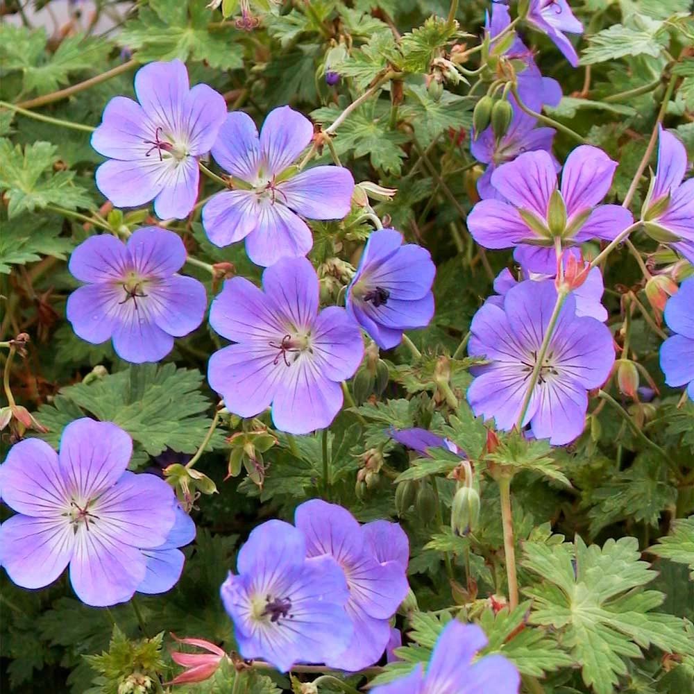 Geranium 'Rozanne' 8 Geranium 'Rozanne' - Image 8