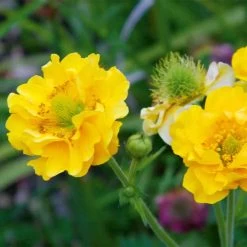 Geum 'Lady Stratheden' -Dobies FLSGEU29617