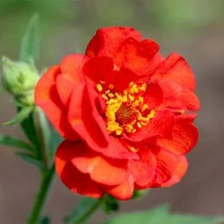 Geum 'Mrs J. Bradshaw' -Dobies FLSGEU36829