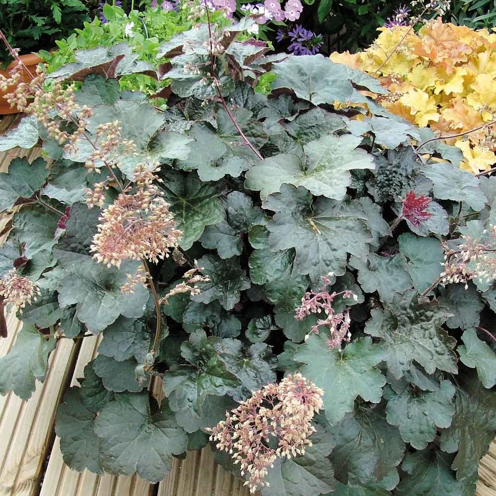 Heuchera Villosa 'Palace Purple' 2 Heuchera Villosa 'Palace Purple' - Image 2