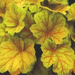 Heuchera Plant - Electra