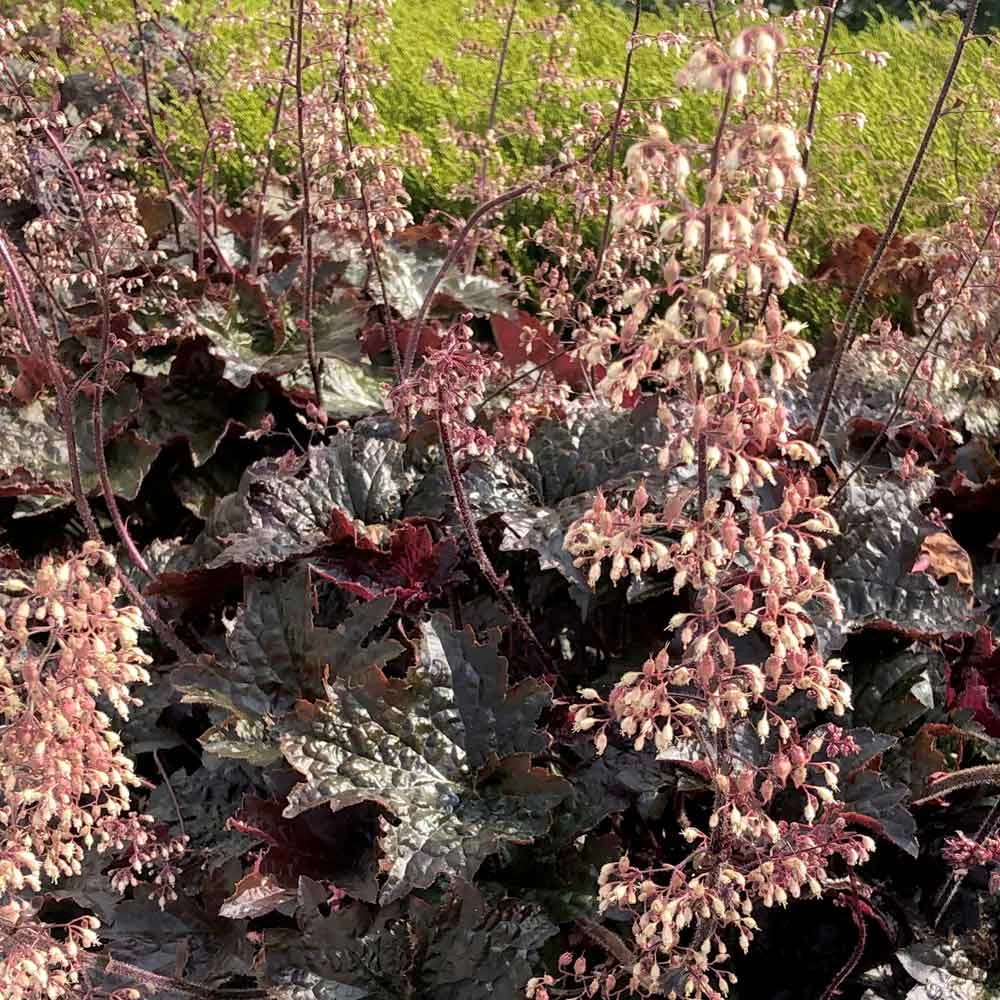 Heuchera Villosa 'Palace Purple' 3 Heuchera Villosa 'Palace Purple' - Image 3