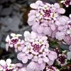 Iberis Plant - Pink Ice