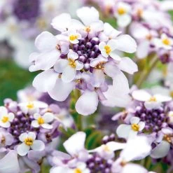 Dobies -Dobies FLSIBE32189