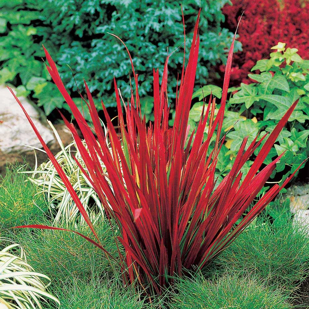 Imperata Cylindrica 'Rubra' 2 Imperata Cylindrica 'Rubra' - Image 2