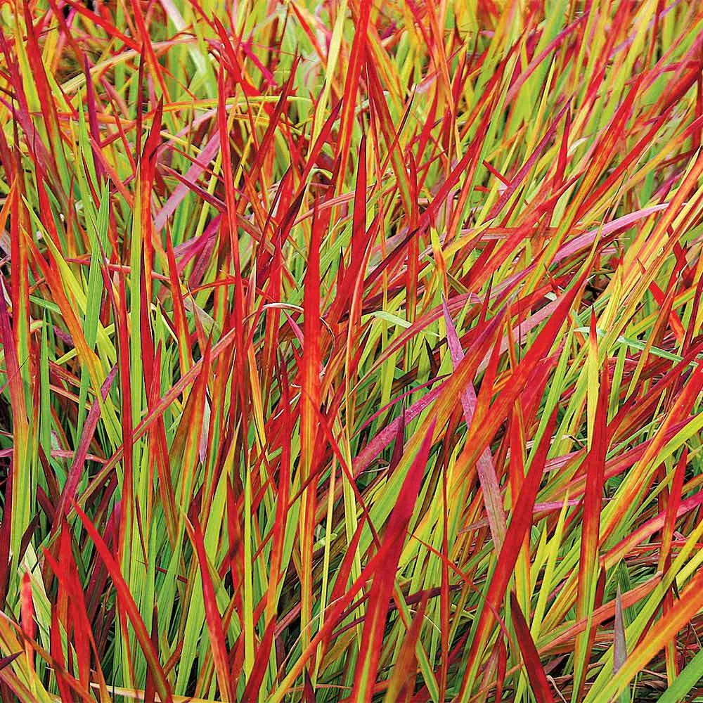 Imperata Cylindrica 'Rubra' 3 Imperata Cylindrica 'Rubra' - Image 3