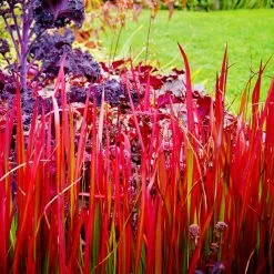 Imperata Cylindrica 'Rubra' 10 Imperata Cylindrica 'Rubra' -Dobies FLSIMP32351