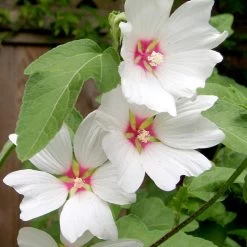 Lavatera X Clementii 'Barnsley Baby' -Dobies FLSLAV33365
