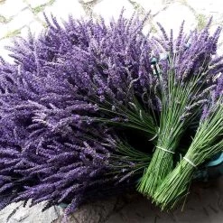 Lavandula × Intermedia 'Phenomenal' -Dobies FLSLAV34370