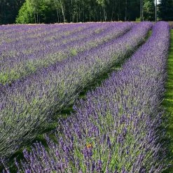 Lavandula × Intermedia 'Phenomenal' -Dobies FLSLAV34371