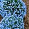 Lobelia Seeds - Cambridge Blue Pellets