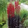 Lobelia Cardinalis 'Queen Victoria'