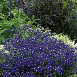 Colour-themed Collection - Pride Of Britain -Dobies FLSLOB26205