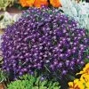 Lobelia Seeds - Mrs. Clibran Improved