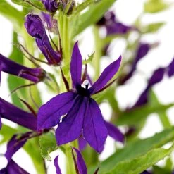 Lobelia 'Starship Blue' -Dobies FLSLOB38258