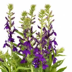 Lobelia 'Starship Blue' -Dobies FLSLOB38259