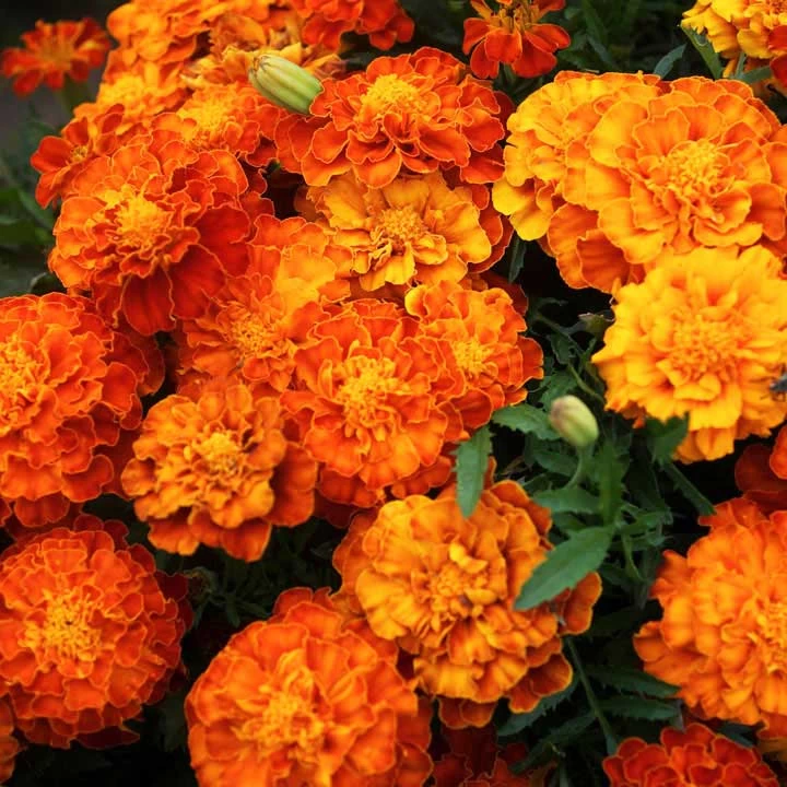 French Marigold Seeds- Tiger Eyes 1 French Marigold Seeds- Tiger Eyes
