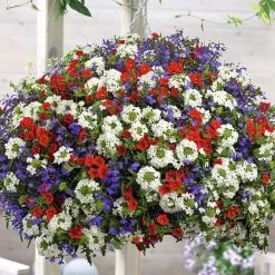 Colour-themed Collection - Pride Of Britain